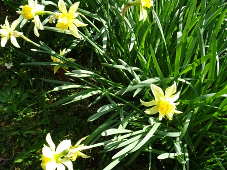 2020 Mars jonquilles